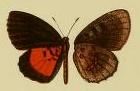 <i>Eresiomera osheba</i> Species of butterfly