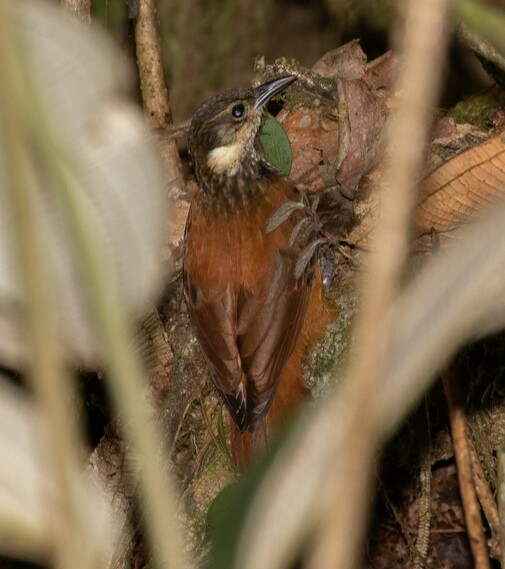 File:Pseudocolaptes johnsoni Pacific Tuftedcheek; Risaralda, Colombia.jpg