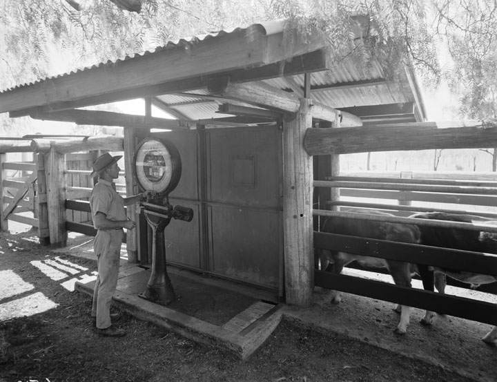 File:Queensland State Archives 1867 Beef cattle pastures and stock yards December 1955.png