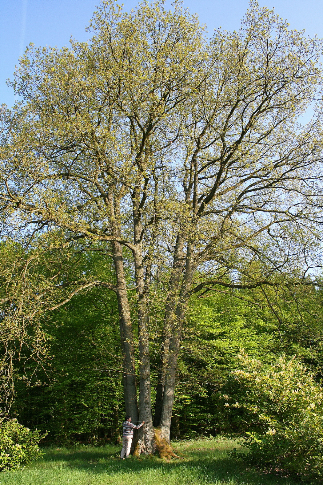 Quercus petraea - Wikispecies