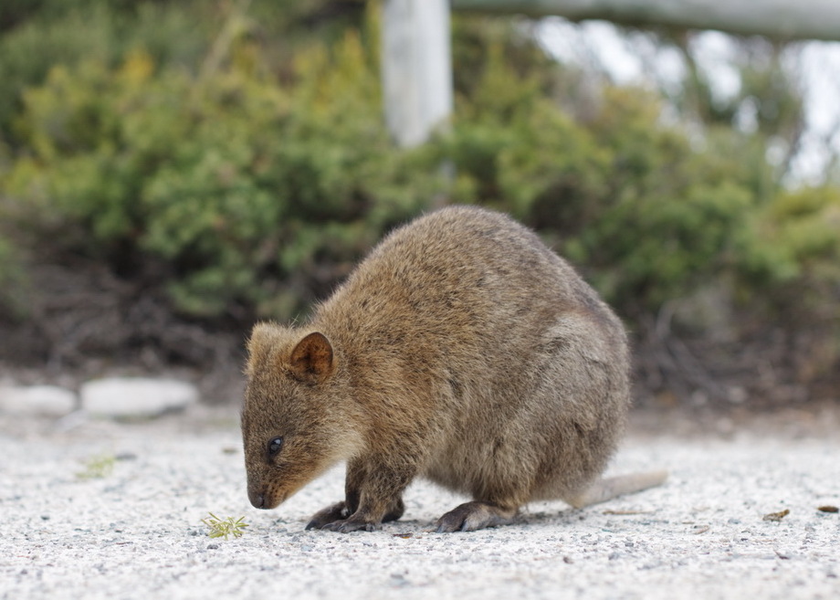 The average litter size of a Quokka is 1