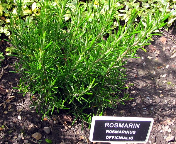 File:Rosmarinus officinalis ubt.jpeg