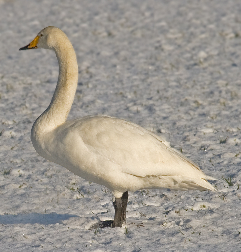 オオハクチョウ Wikipedia