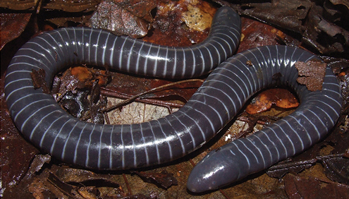 File:Typhlonectes natans, Cambridge.jpg - Wikipedia