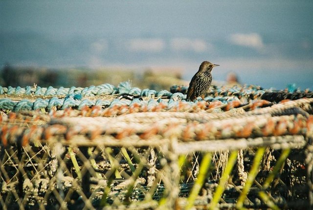 File:Starling on lobsterpots - geograph.org.uk - 519579.jpg