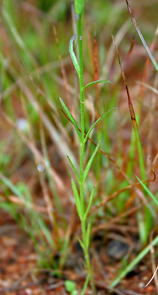 File:Striga densiflora (Agya) in Hyderabad, AP W IMG 9826.jpg