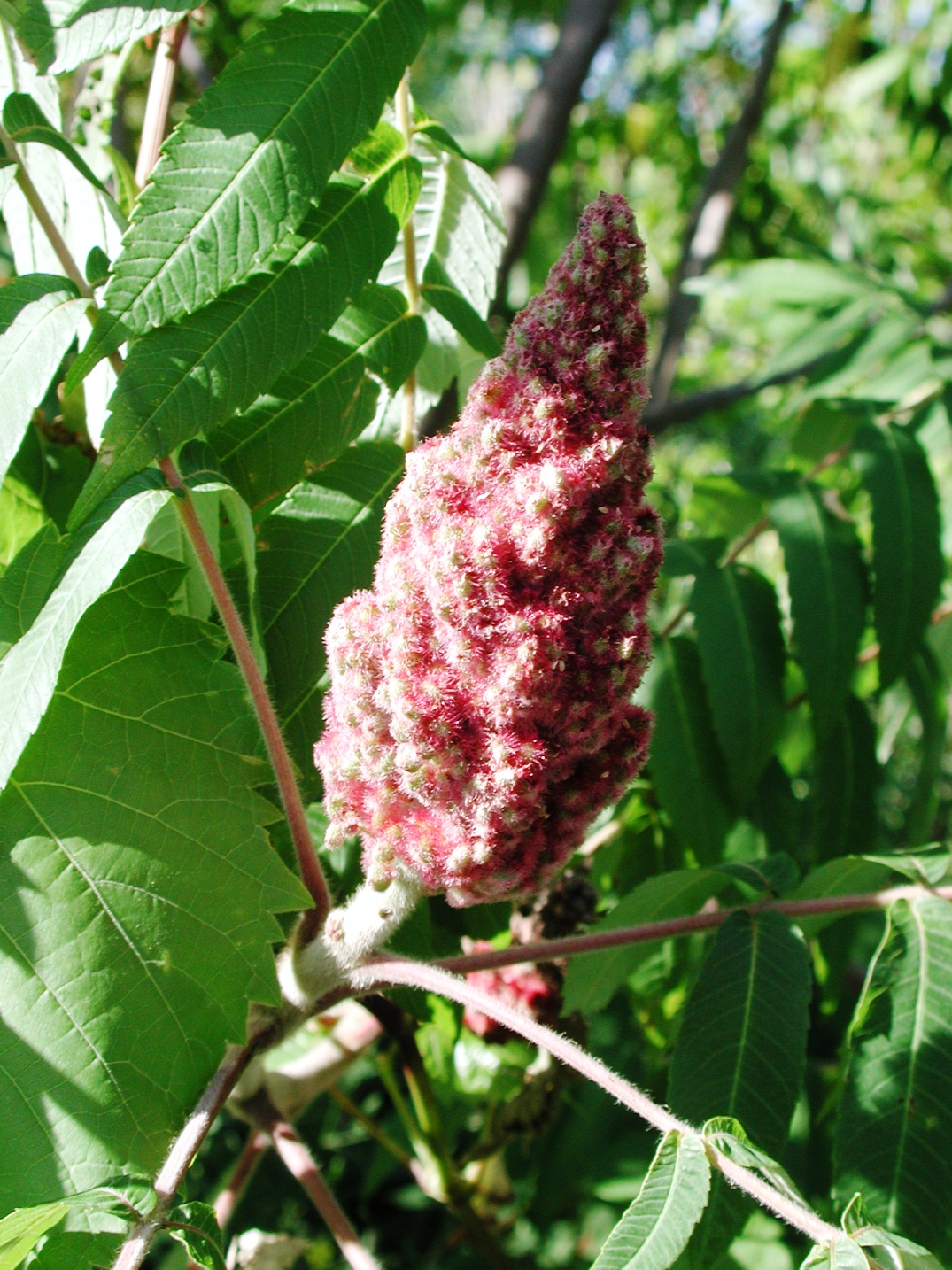 Sumac bob 3568.JPG