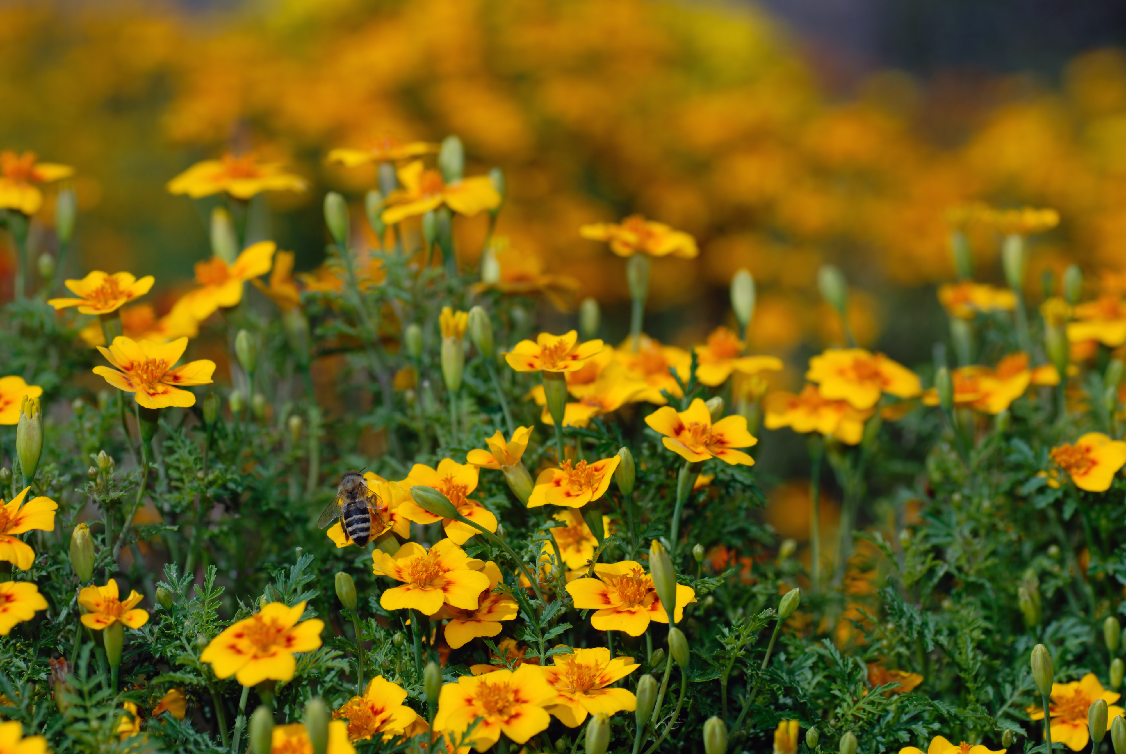 https://upload.wikimedia.org/wikipedia/commons/5/54/Tagetes_tenuifolia_2_(aka).jpg