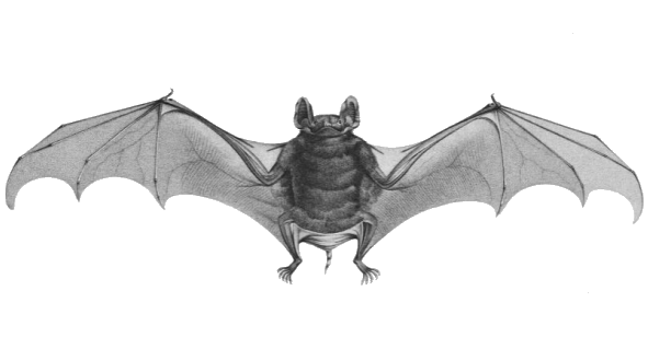The average adult size of a Egyptian tomb bat is  (0' 3