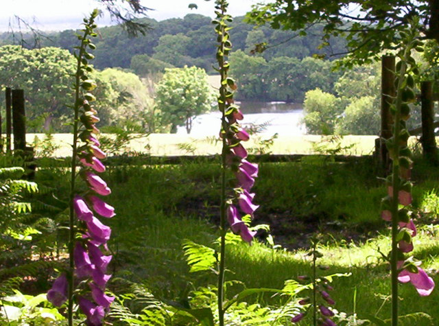 File:The Lake - geograph.org.uk - 1535083.jpg