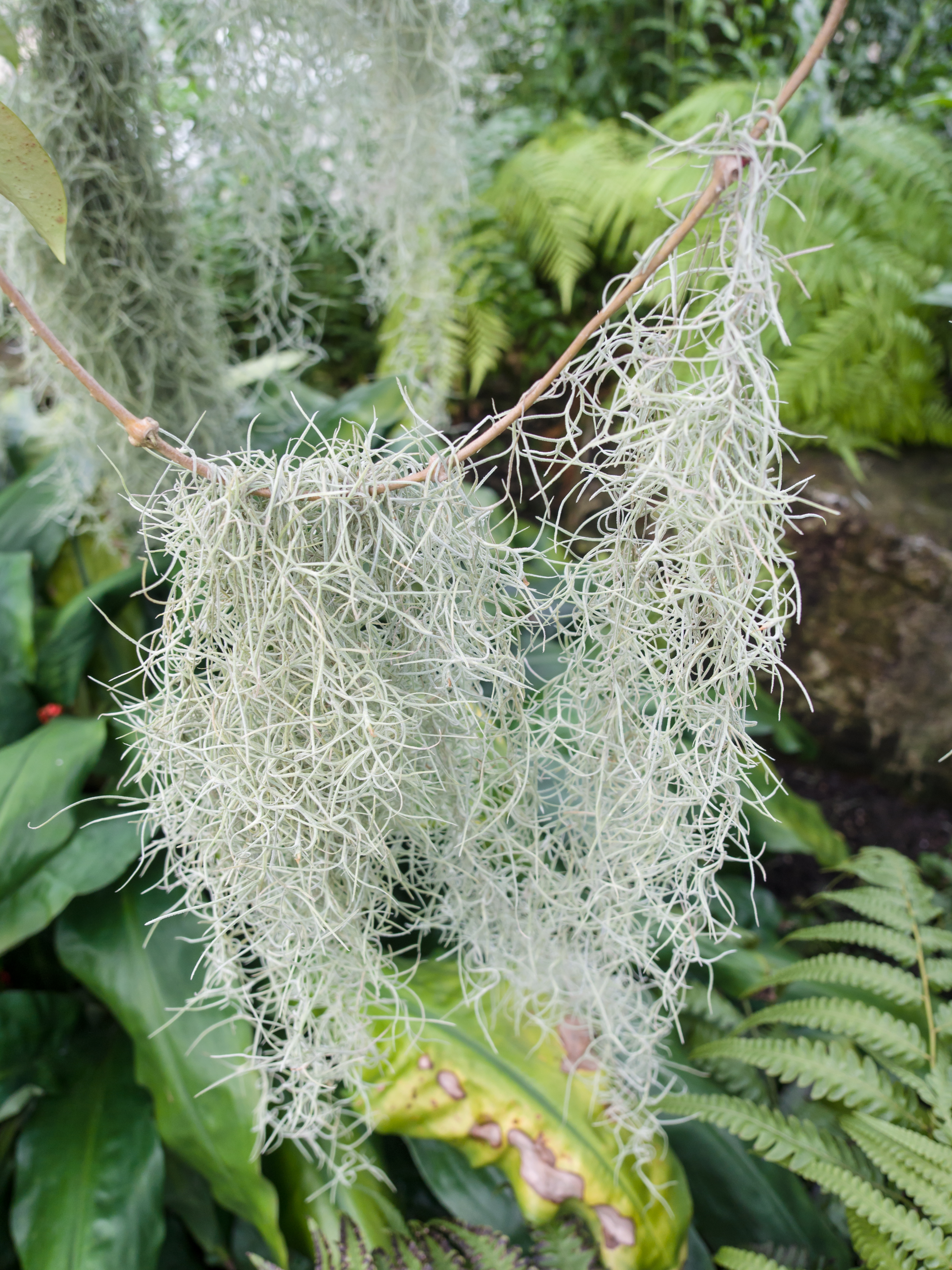 Spanish moss - Wikipedia