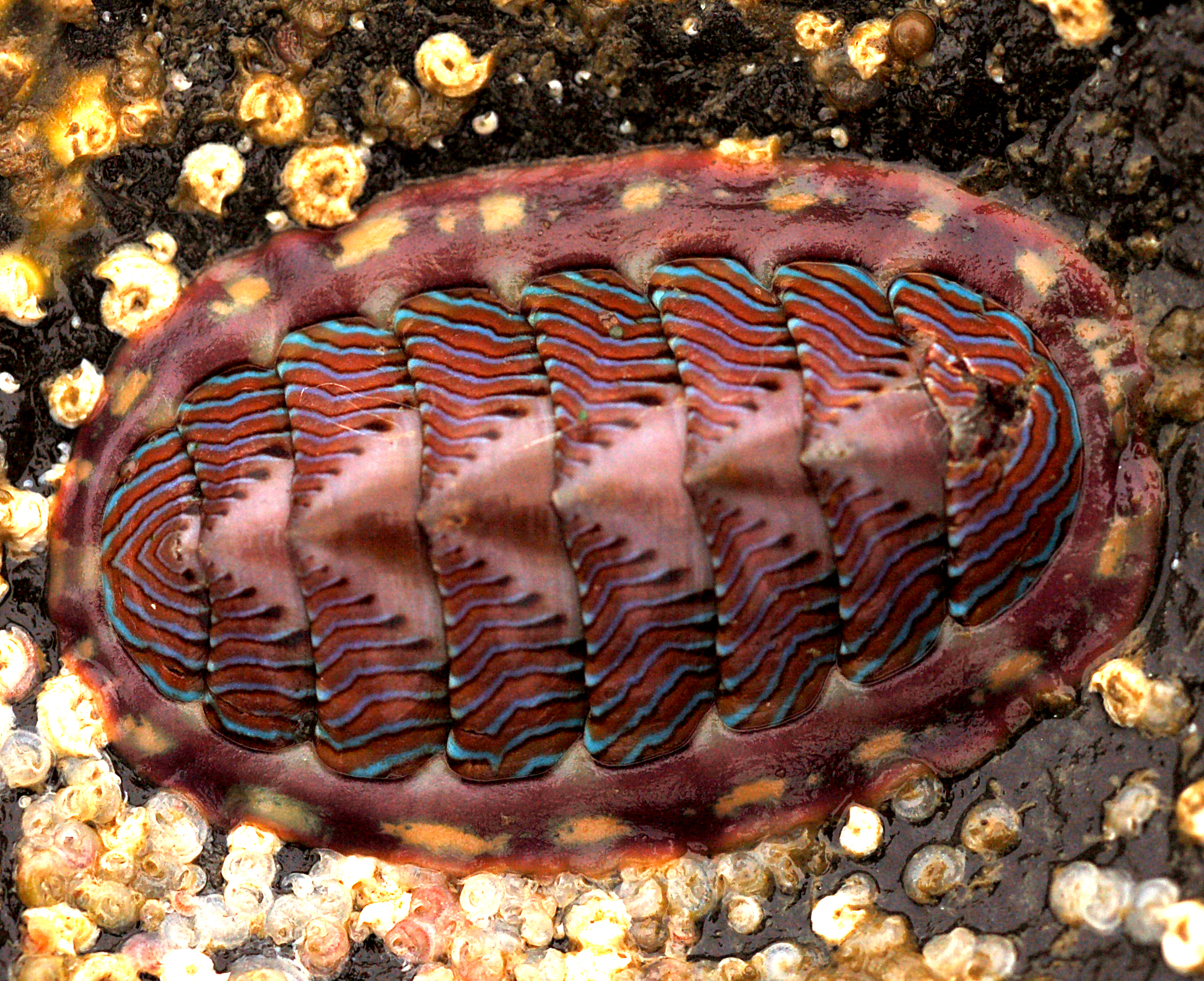 40 Koleksi Contoh Gambar Hewan Mollusca Gratis Terbaik