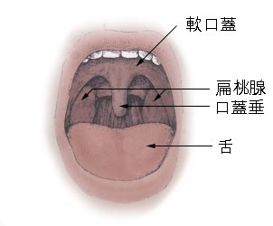 File:Tonsils diagram日本語版.jpg