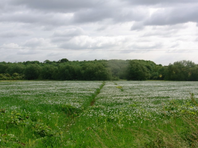 File:White-flowered linseed - geograph.org.uk - 3557847.jpg