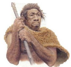 Homo erectus - Wikipedia