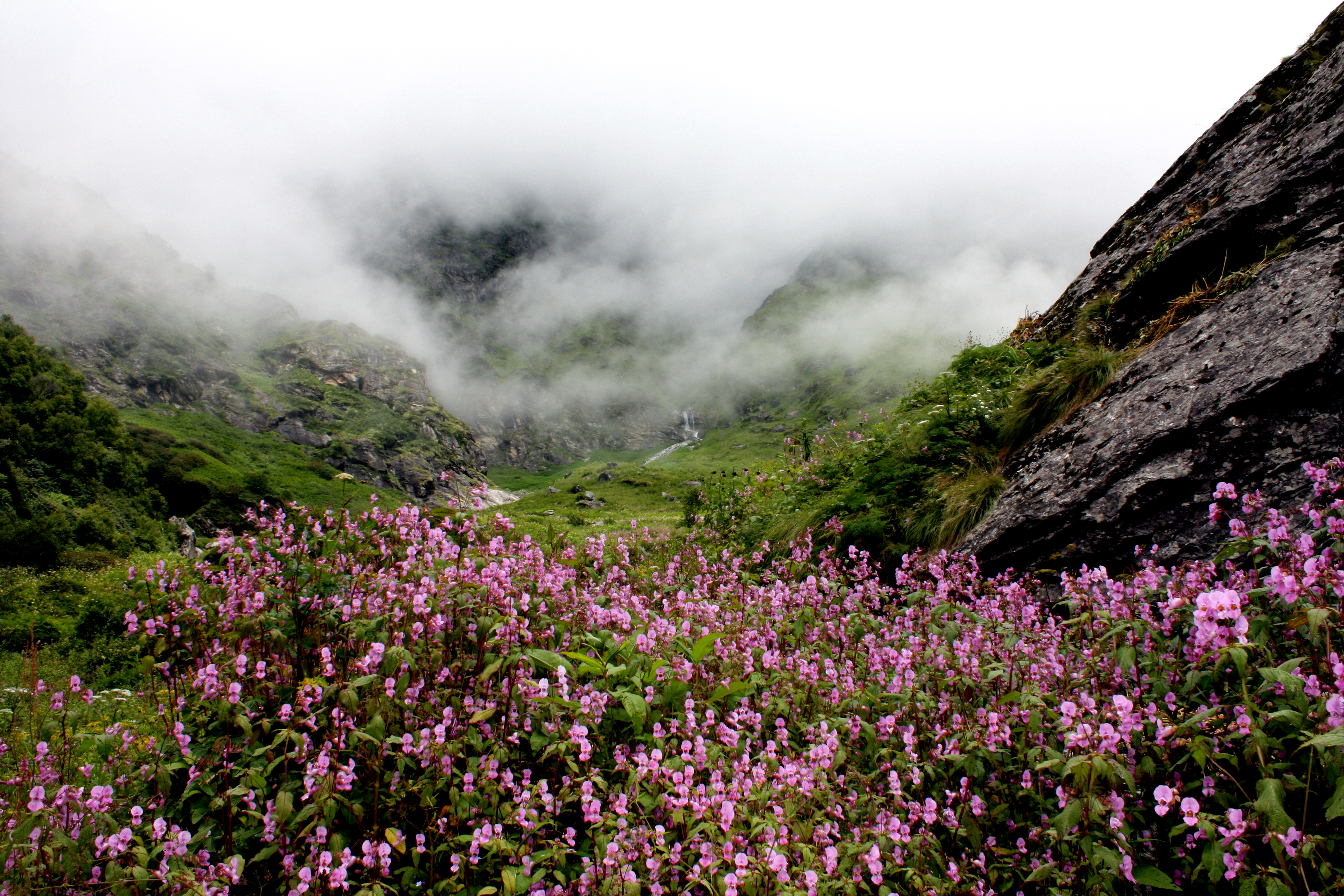 Flowers valley. Нанда Деви национальный парк. Национальные парки Нанда-Деви и «Долина цветов» (штат Уттаракханд). Национальный парк Долины цветов, Уттаракханд. Долина цветов Нанда Деви.