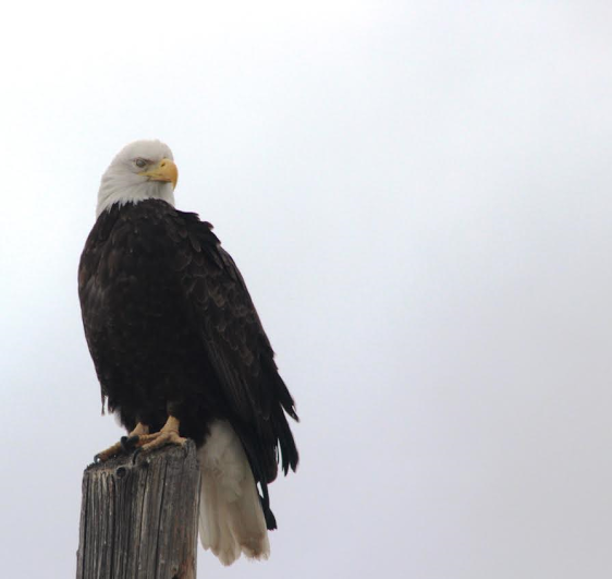 File:A lone Bald eagle (28015624393).png