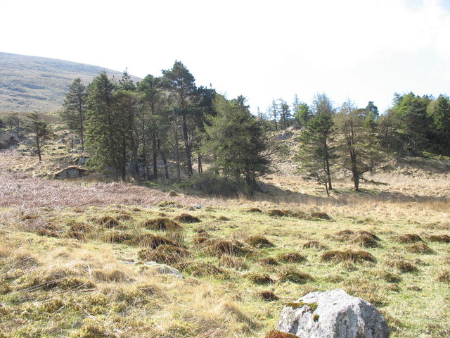 File:A small conifer plantation on a rocky knoll - geograph.org.uk - 397517.jpg