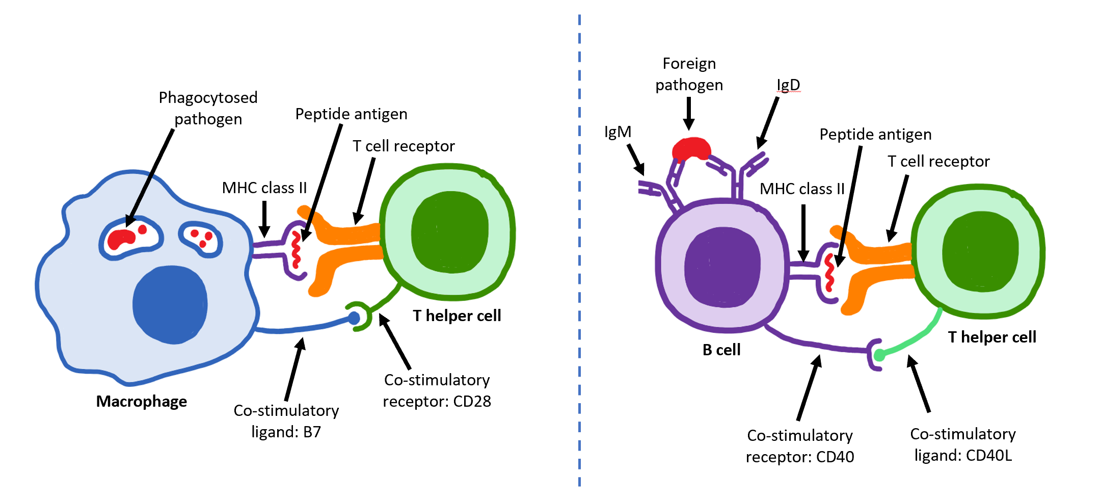 T Helper Cell Wikipedia