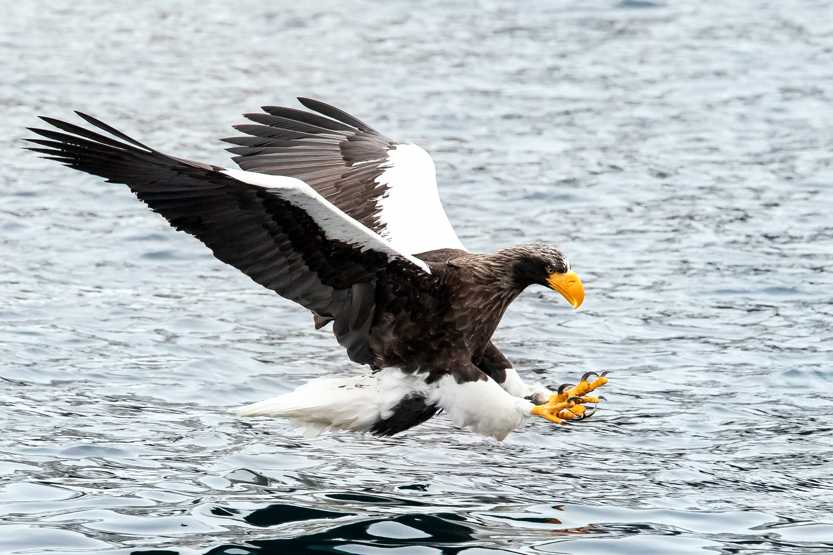 https://upload.wikimedia.org/wikipedia/commons/5/55/Adult_Steller%27s_sea_eagle_fishing.jpg