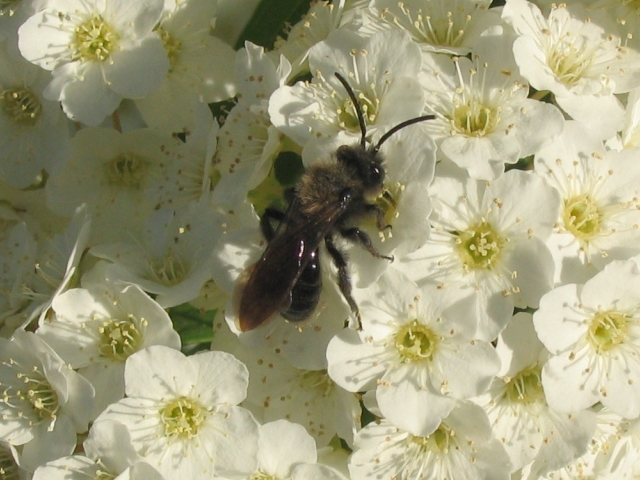 File:Andrena angustior 3.jpg