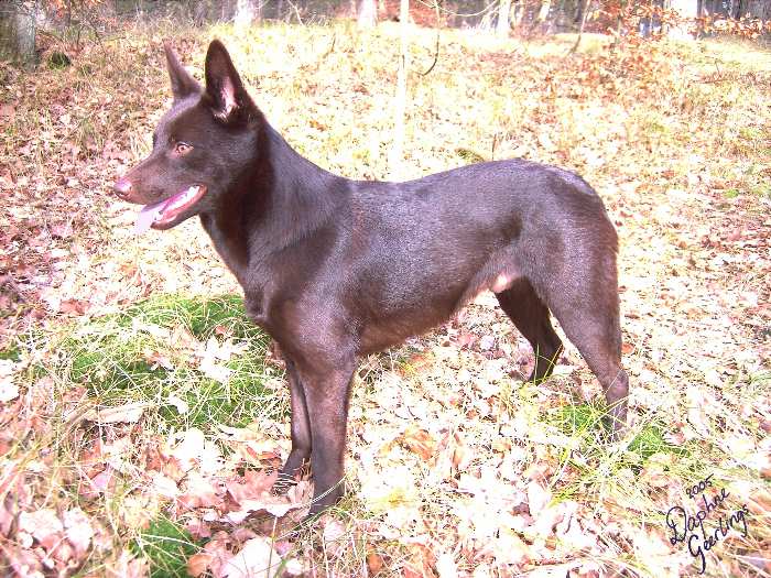 File:Australian Kelpie- Yirr-ma Bashyr of the Two Chestnuts (2).jpg