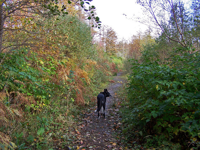 File:Autumn in the woods - geograph.org.uk - 1542852.jpg