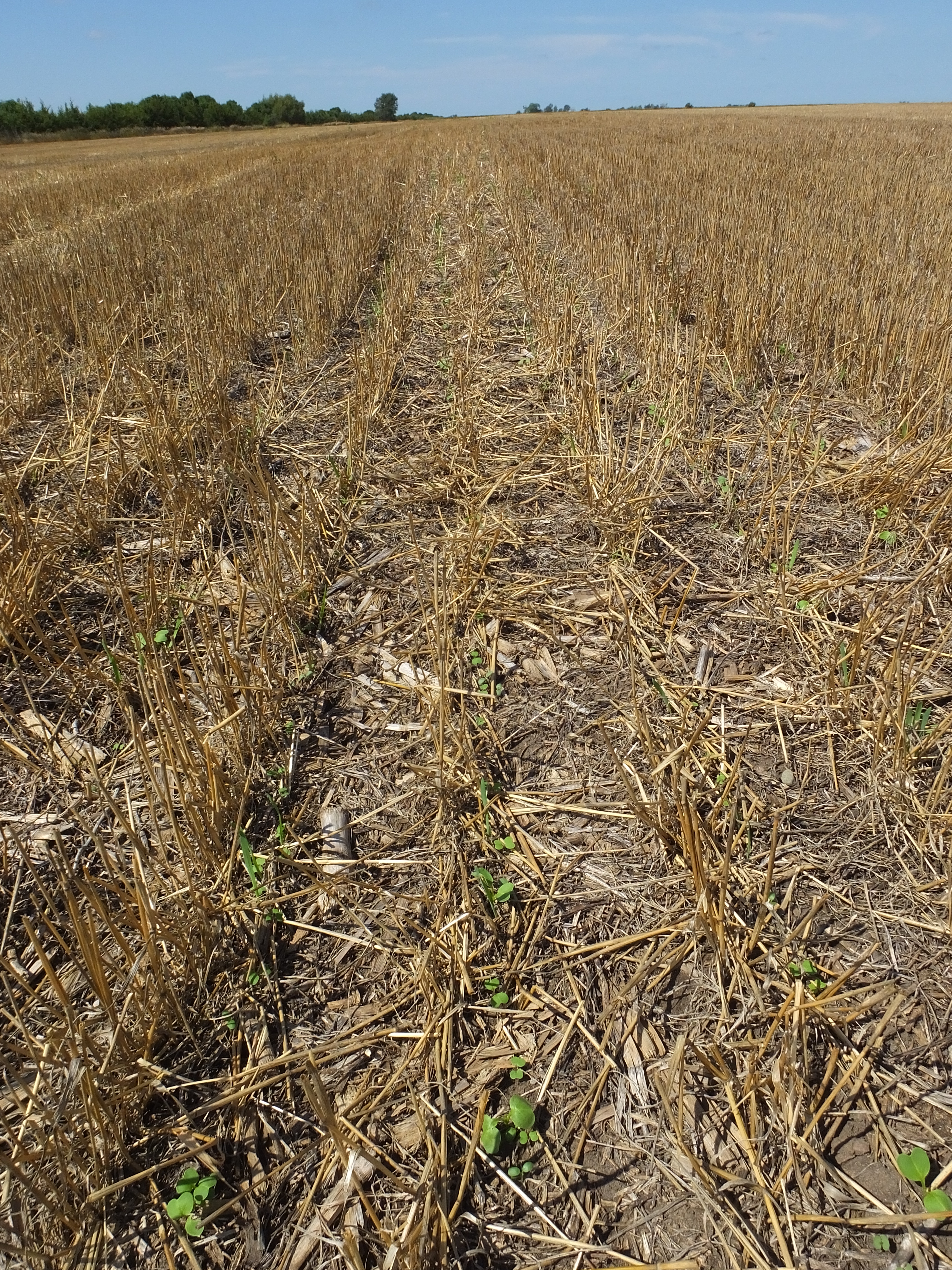 Cover crops. Южная Дакота посев пшеницы. Что выращивают в Южной Дакоте. Crop residues. Crop residues vector.