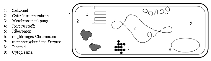 File:Bau des Bakteriums.jpg