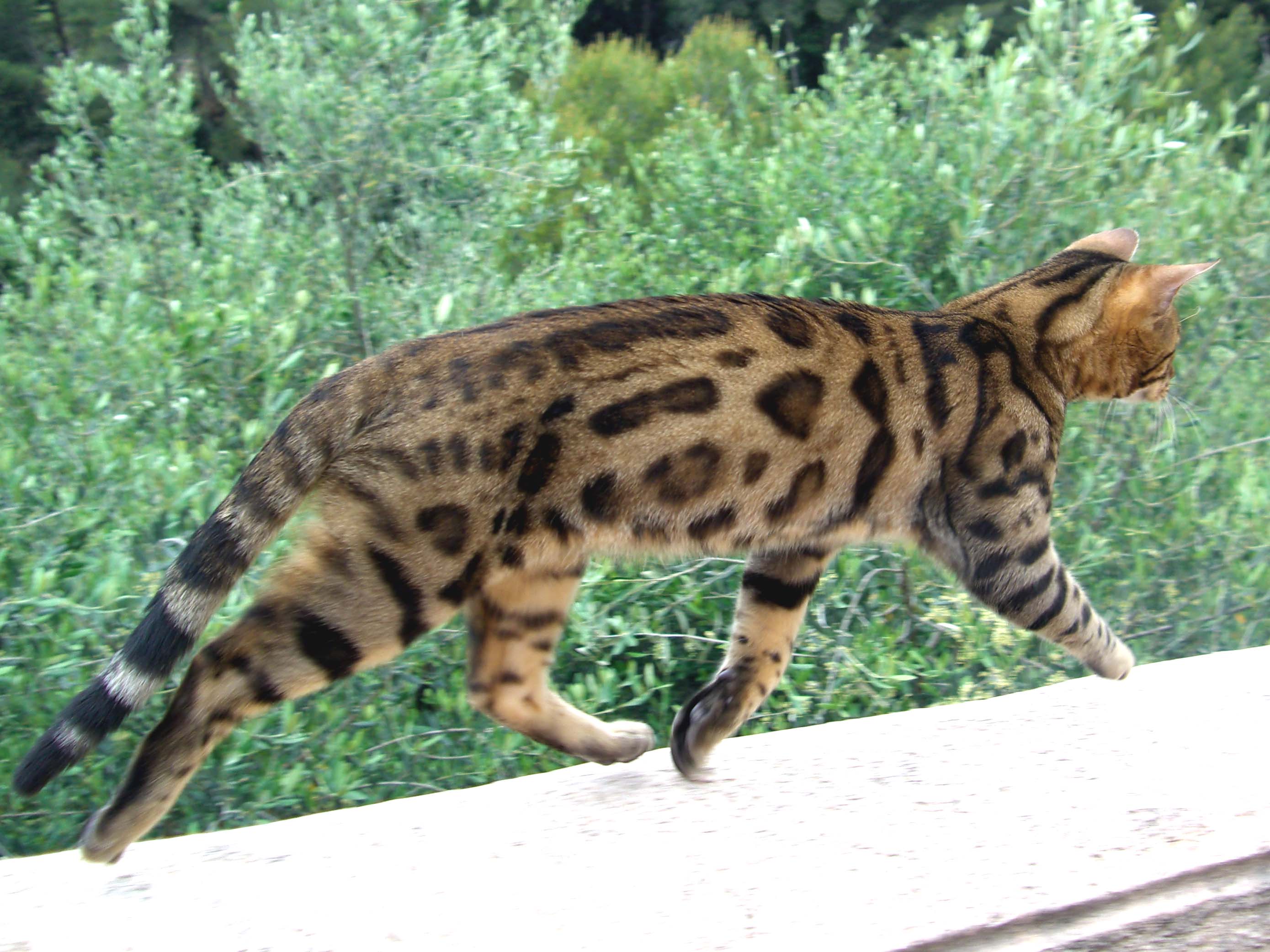 Fichier:Bengal chat.jpg — Wikipédia