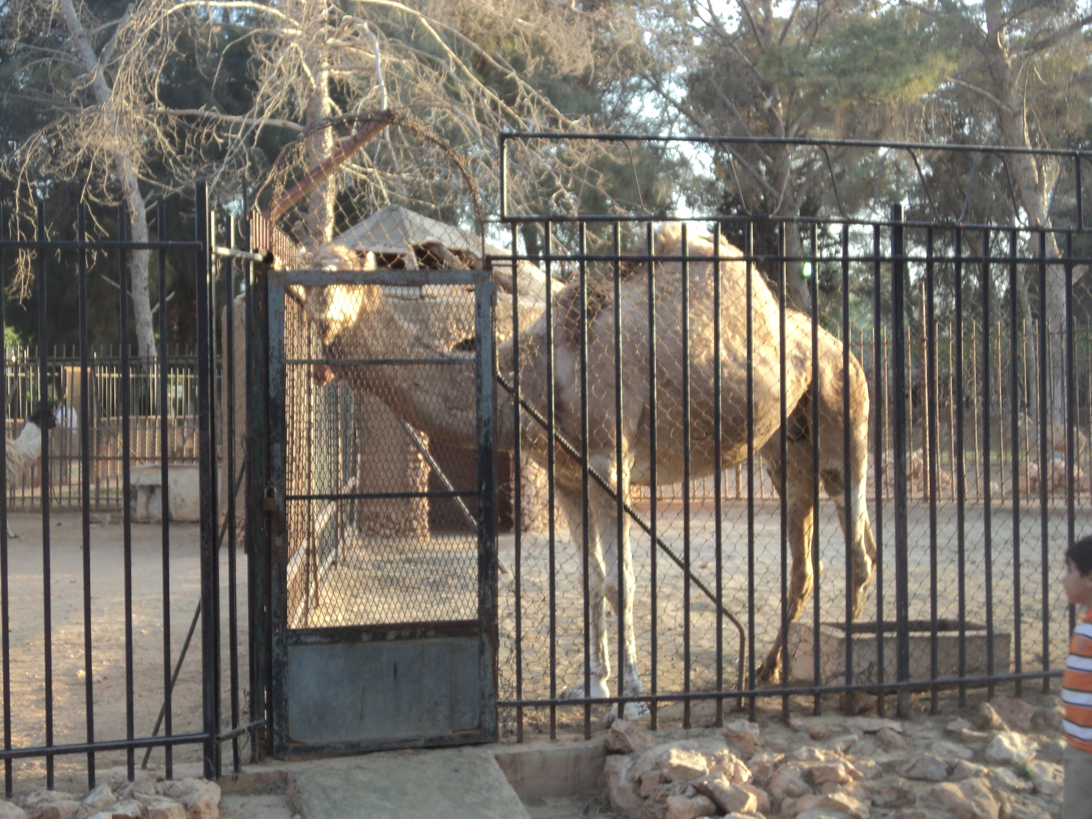 Зоопарк 10age слушать. Бенгази зоопарк Zoo. Зоопарк 10а. 10 Лет зоопарк. Зоологический сад в Бенгази.