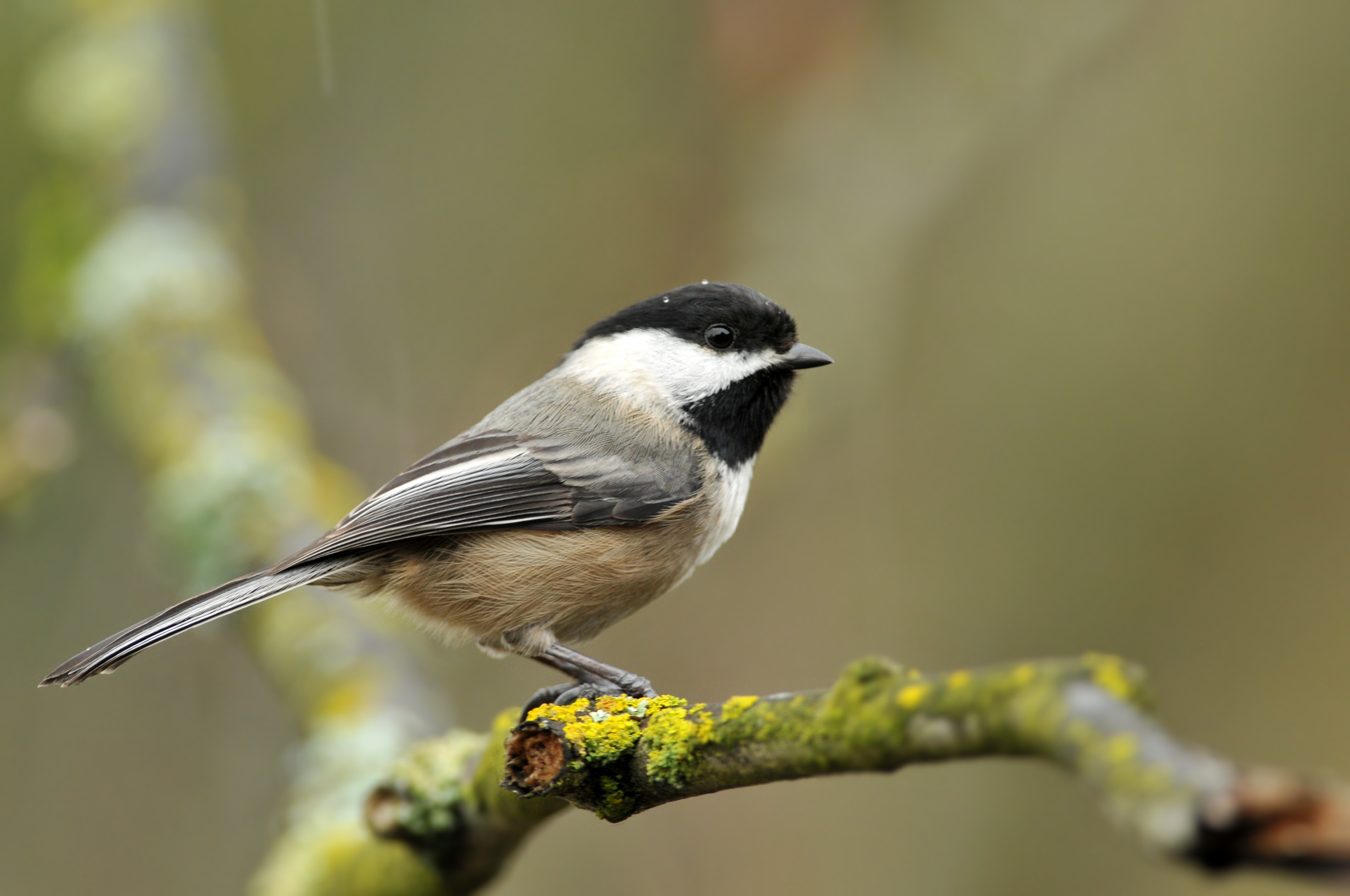 Black capped chickadee sits on a tree branch in the rain