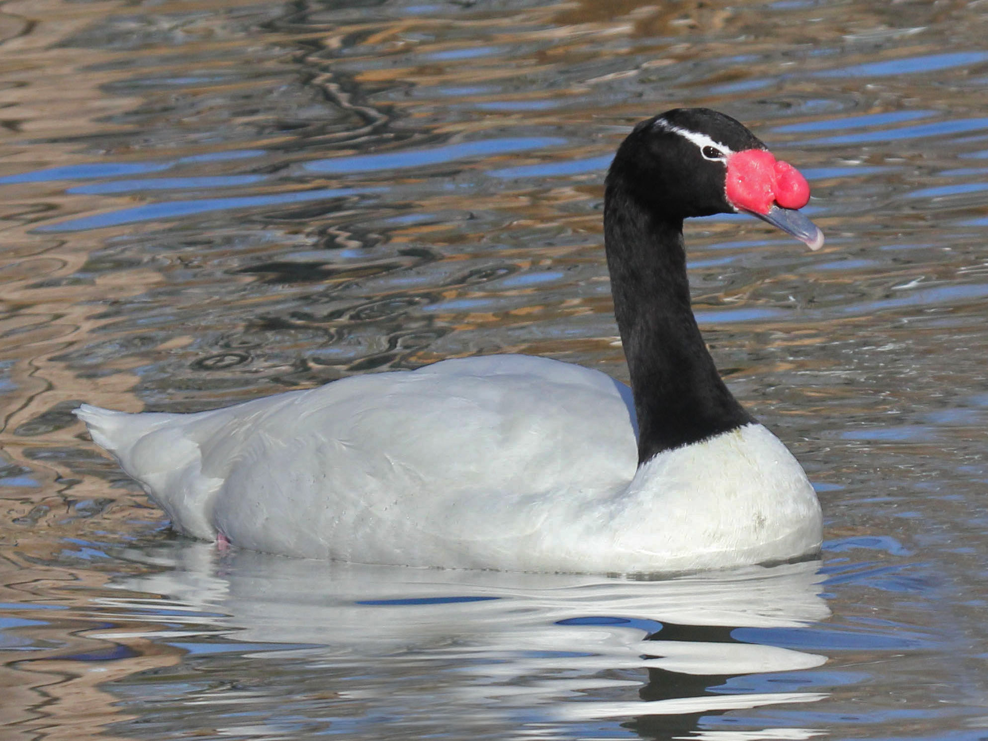 Swan - Wikimedia Commons