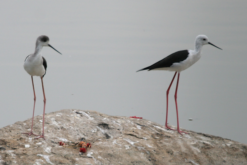 File:Black-winged Stilt (Himantopus himantopus) in Hyderabad, AP W IMG 2377.jpg