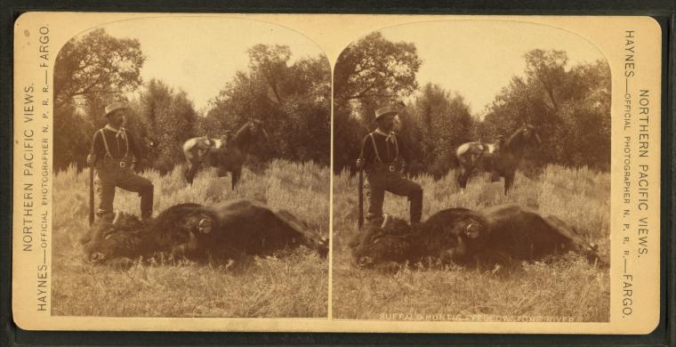 File:Buffalo hunting, Yellowstone River. (Hunter posing with fallen bison.), by Haynes, F. Jay (Frank Jay), 1853-1921.jpg