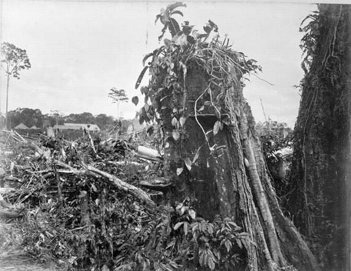 File:COLLECTIE TROPENMUSEUM Een gekapt stuk oerwoud ten behoeve van de tabaksplantages. TMnr 60001731.jpg