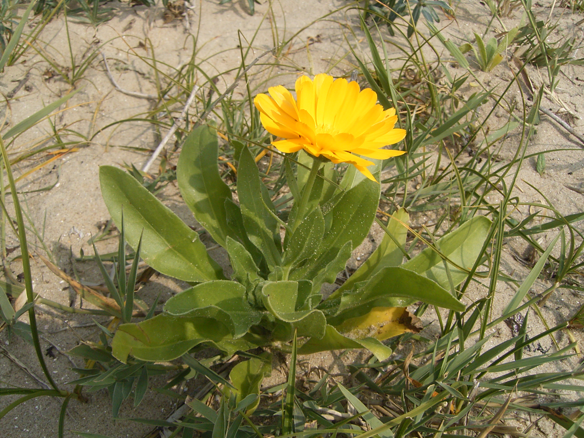 Календула лекарственная (Calendula officinalis)