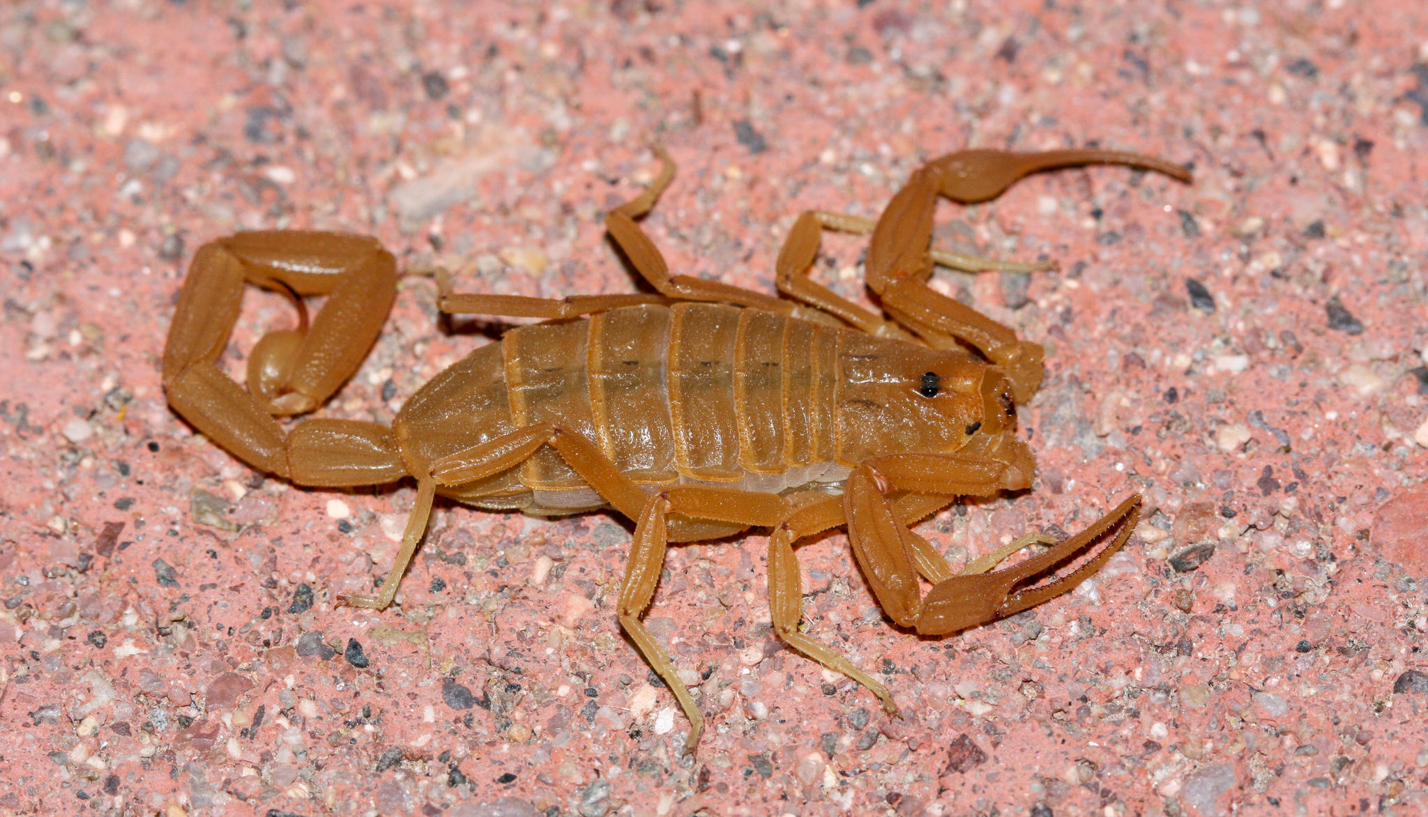 smallest scorpion in the world