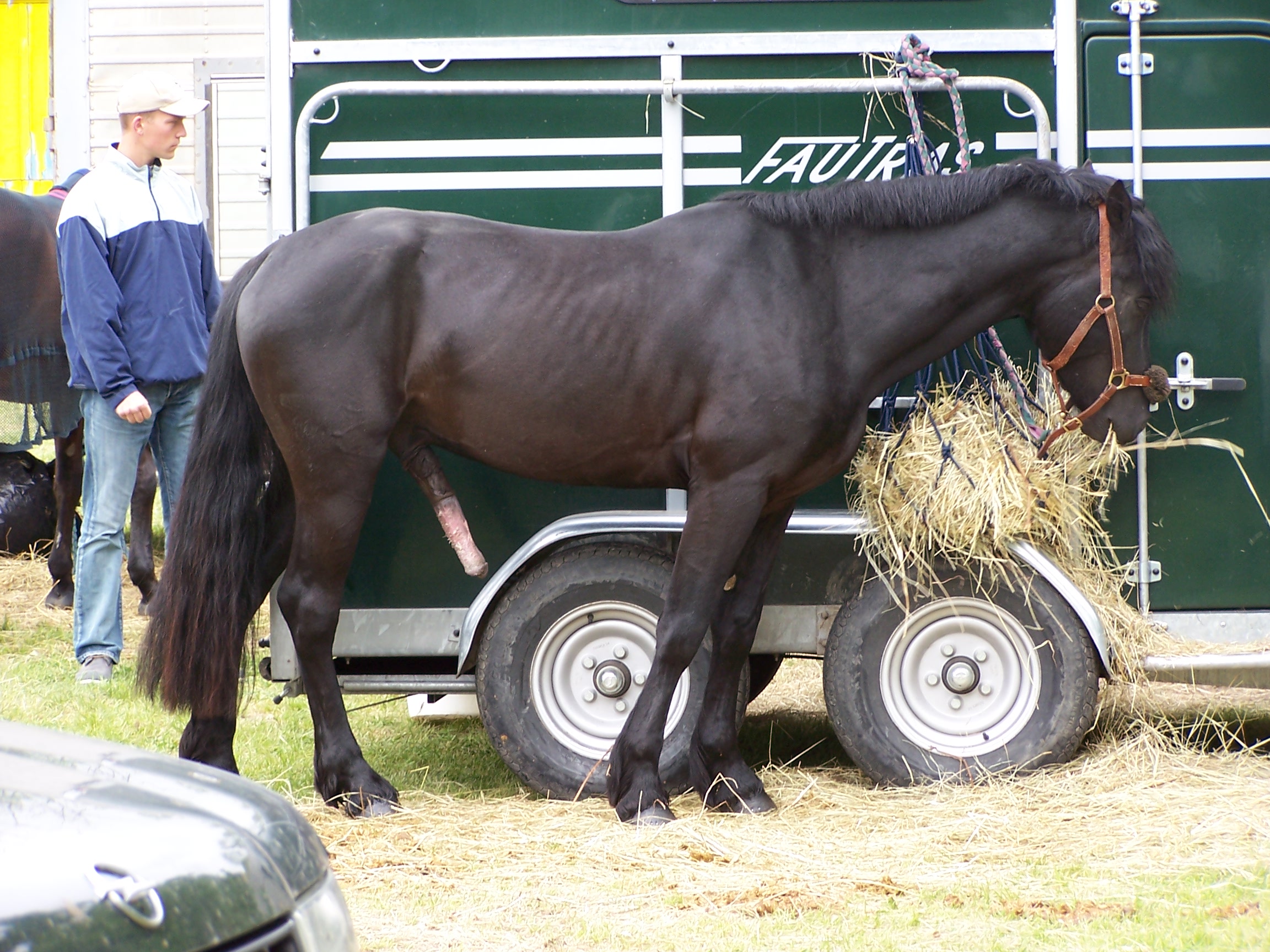 Cheval pénis