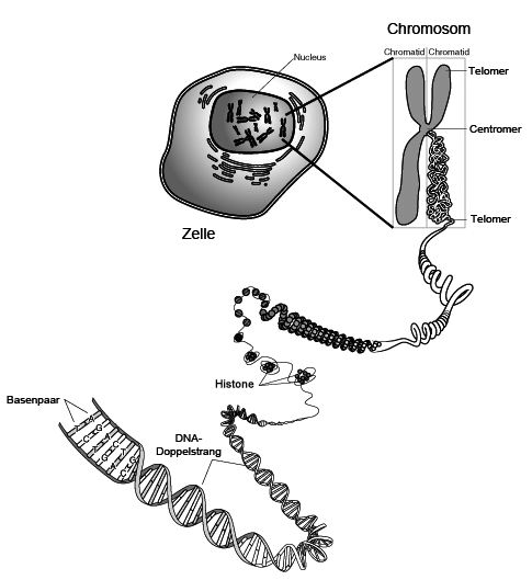 File:Chromosom Chromatide Feinstruktur.png