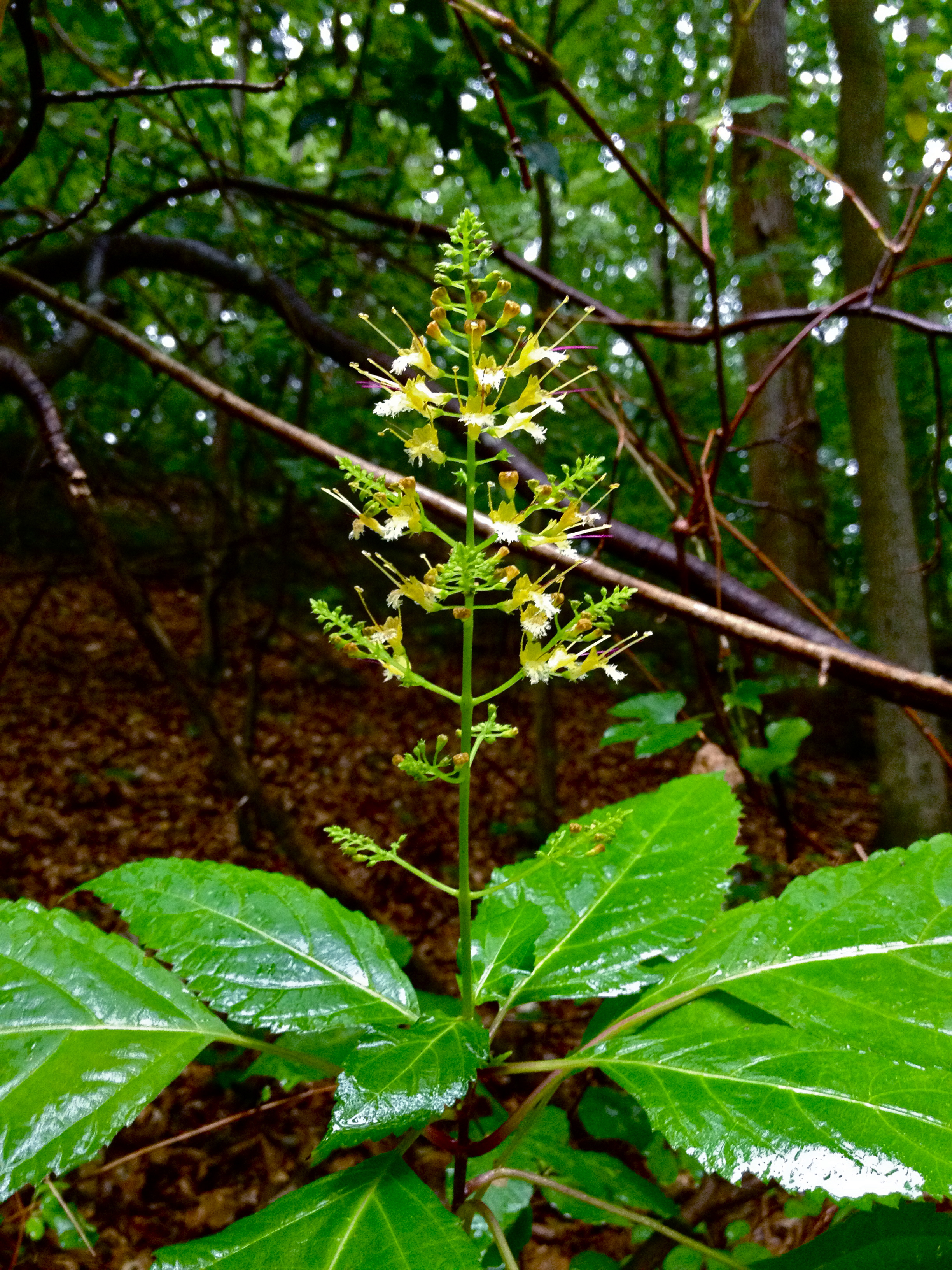 Collinsonia root