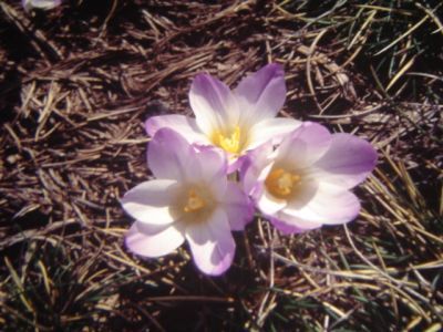 File:Crocus carpetanus.jpg