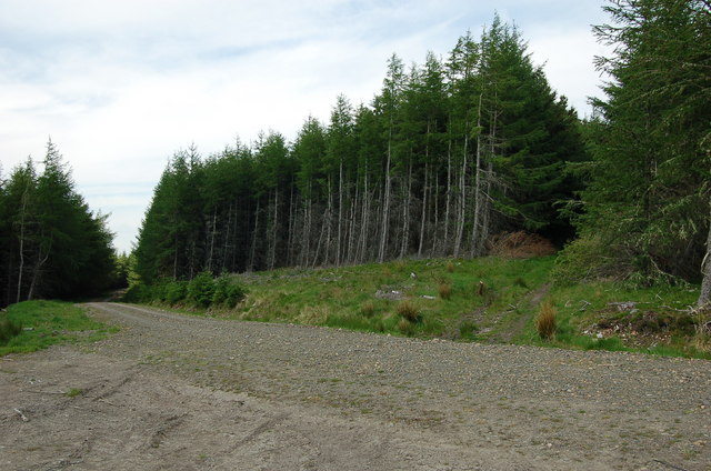 File:Crossing the forest road under Kirnie Law - geograph.org.uk - 1338045.jpg