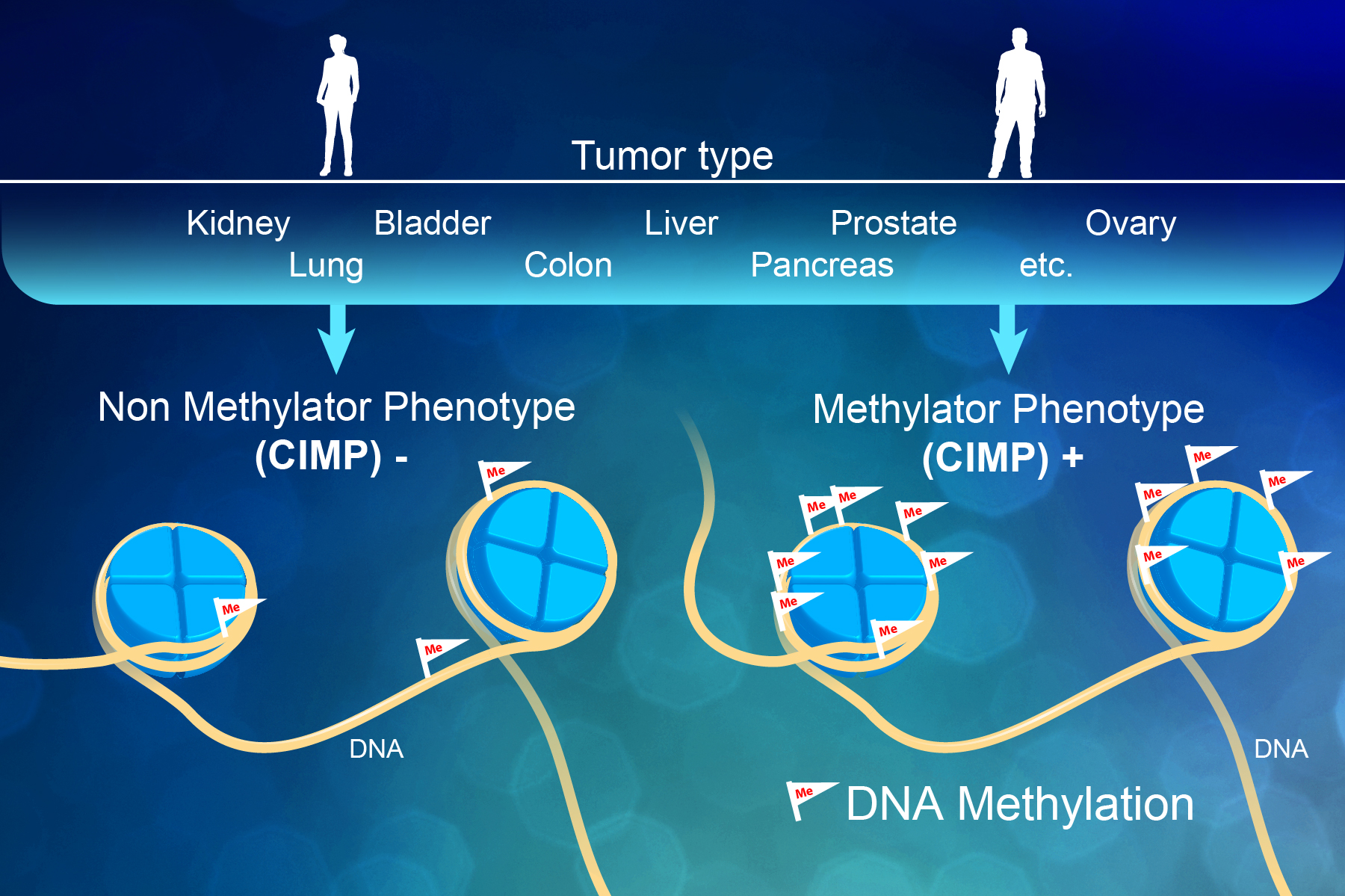 DNA Modification in Smoking Women: Unraveling the Impact of Cigarette Smoke on Genetic Material