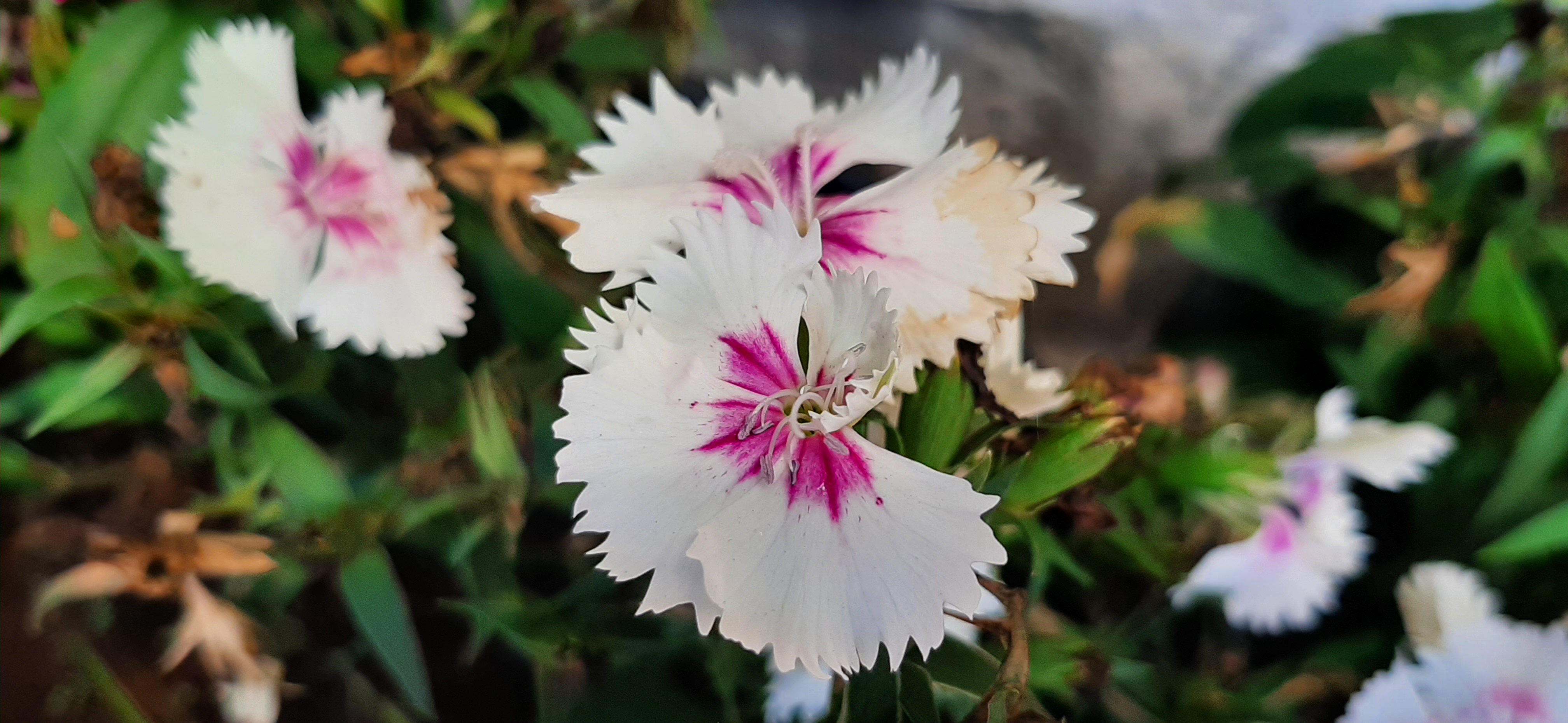 Dianthus tymphresteus