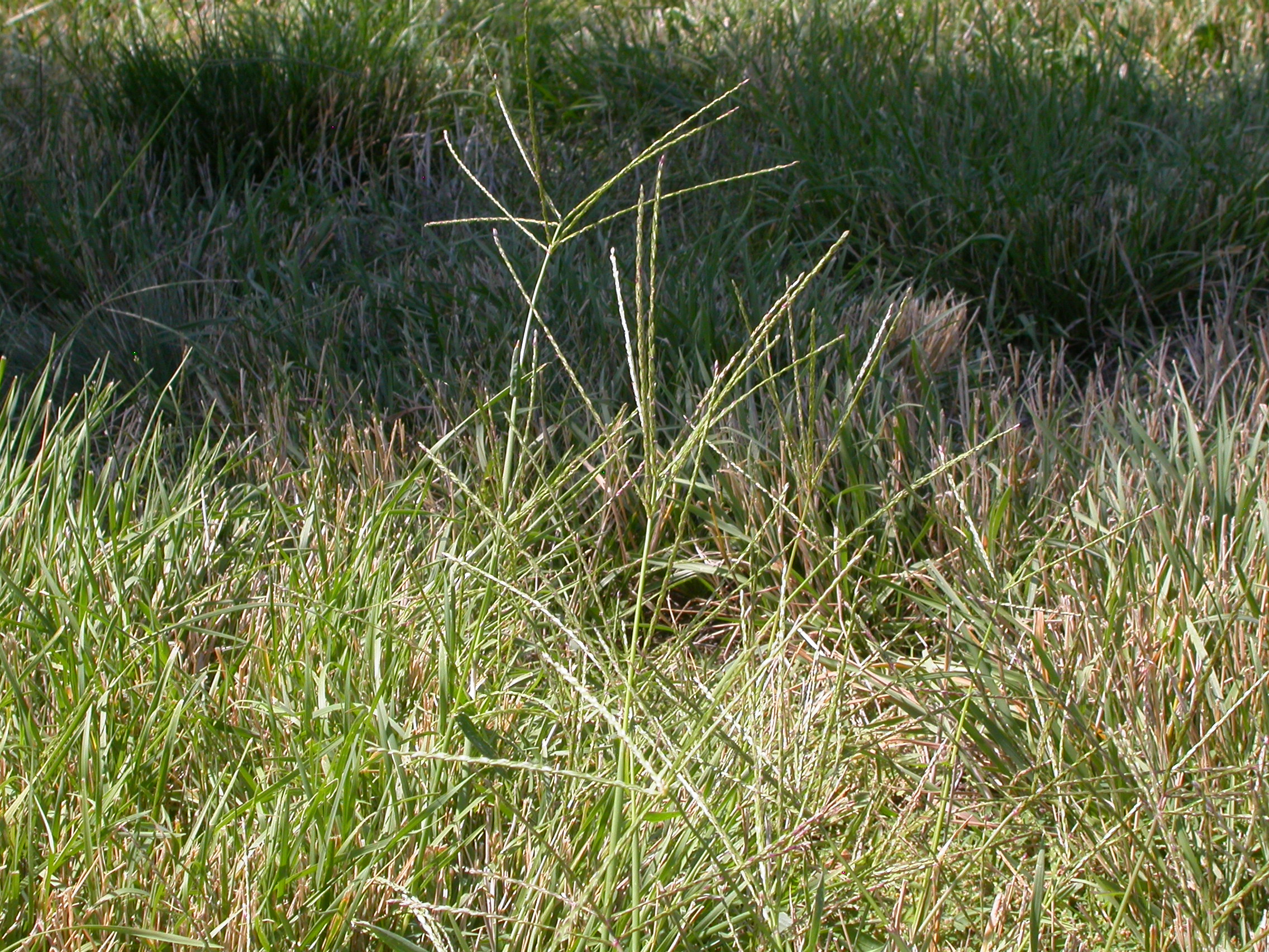 Digitaria sanguinalis