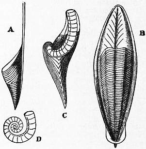 File:EB1911 Cephalopoda Fig. 17.—Internal Shells of Cephalopoda.jpg