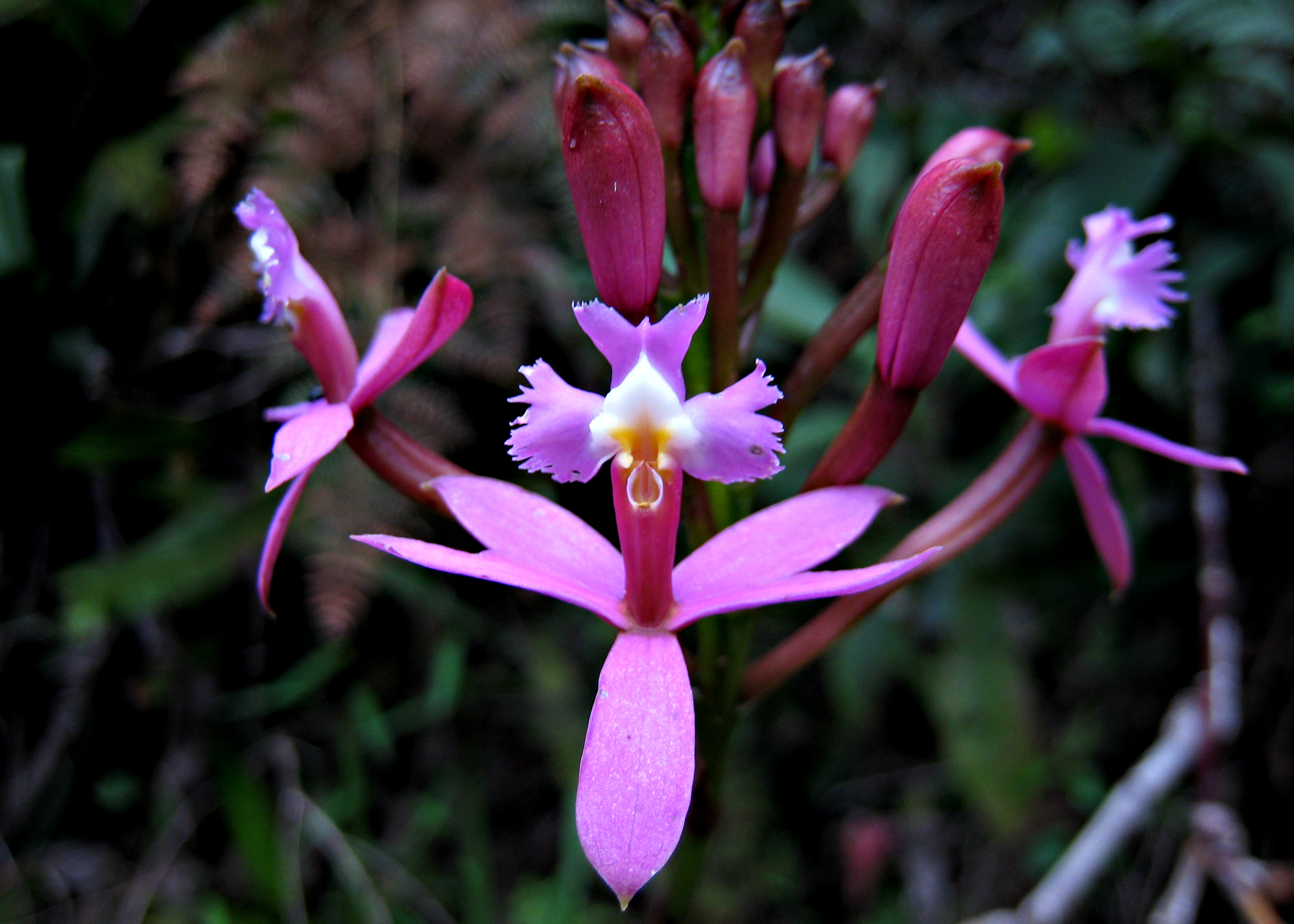 Epidendrum secundum - Wikipedia, la enciclopedia libre