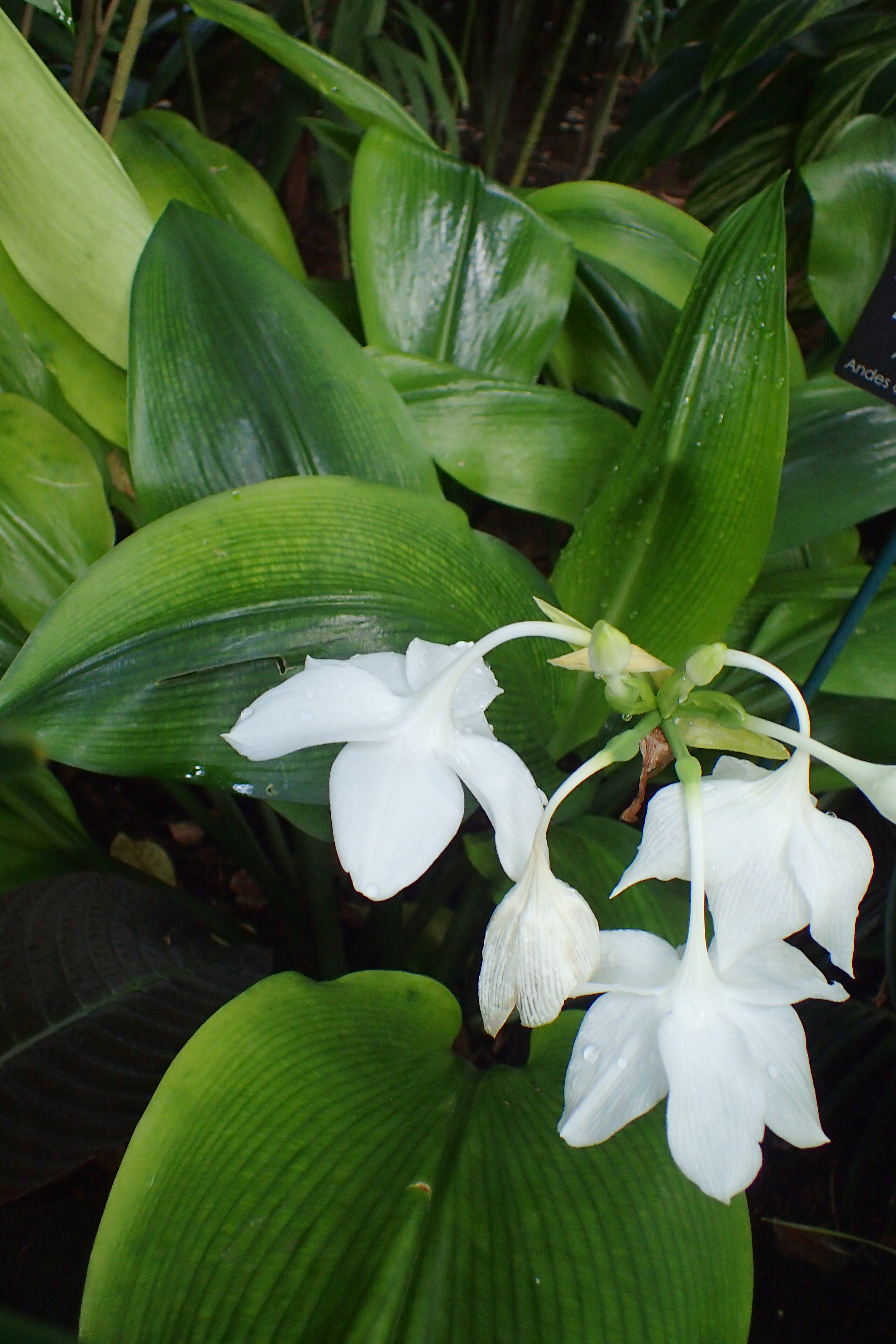 Eucharis Amazonica