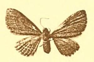 <i>Eupithecia barteli</i> Species of moth